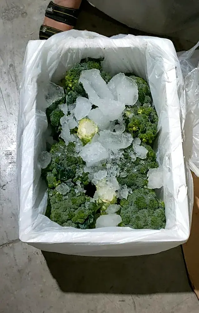 Laitue iceberg et brocoli d’Égypte : les verts d’hiver pour l’Europe et le Golfe