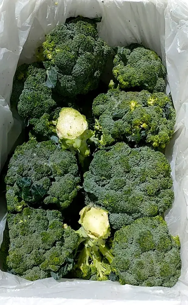 Brocoli conditionné pour l’export
