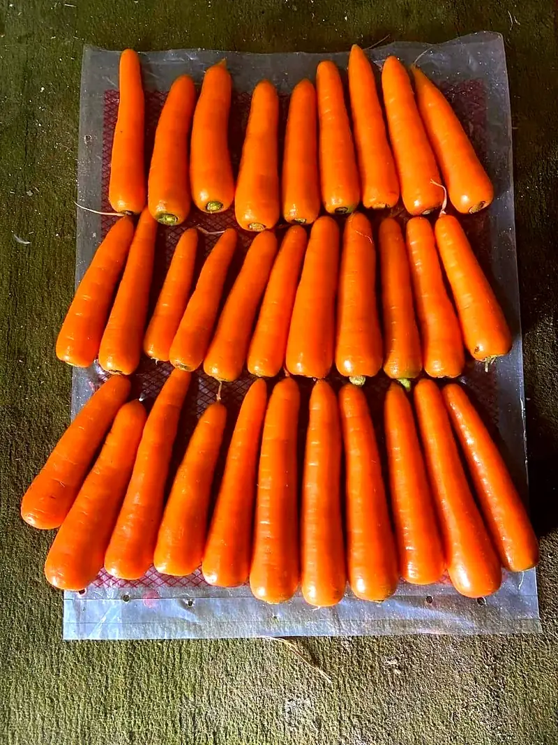 Zanahorias de Egipto: calibres, bolsas de consumo y suministro todo el año