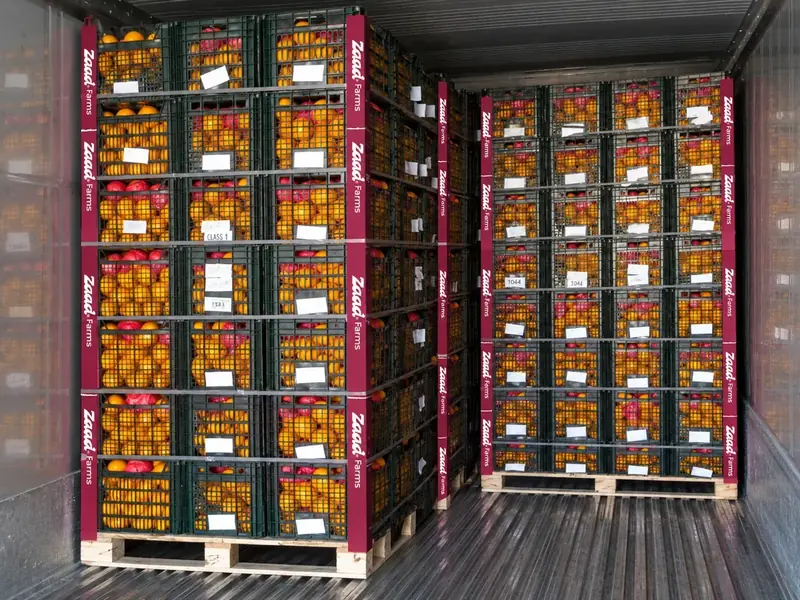 Palés de mandarinas cargados en un reefer