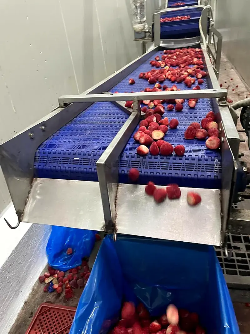 IQF frozen strawberries from Egypt: grades, cuts and packing explained