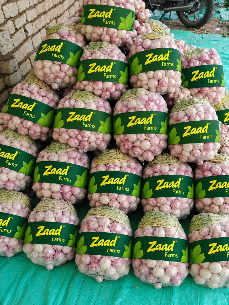 Garlic
