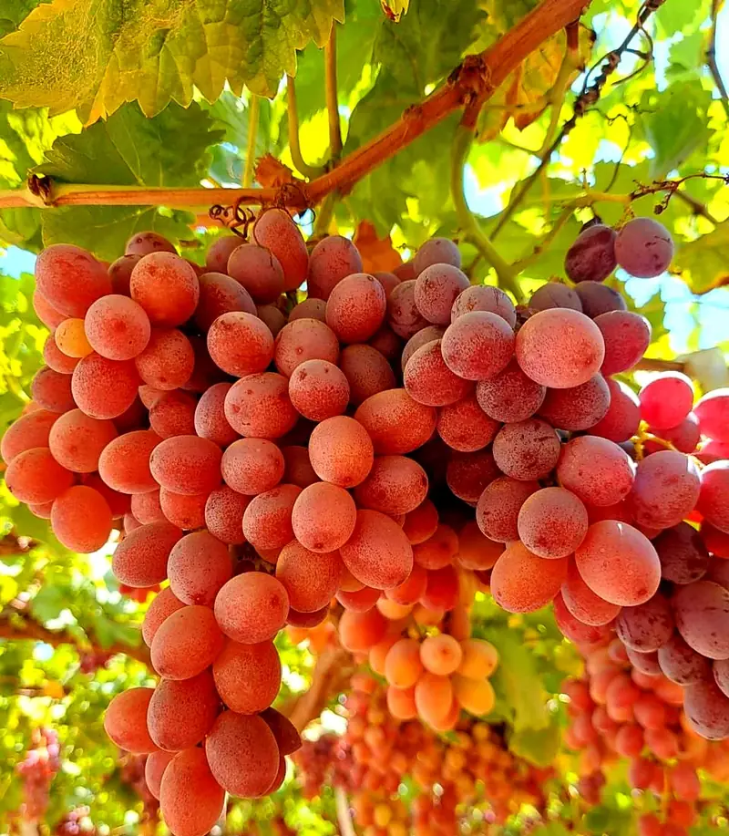 العنب المصري: الأصناف من إيرلي سويت إلى أوتم رويال