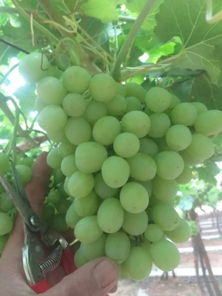 عنب المائدة