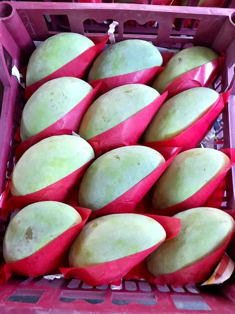 Mangoes in protective nets in a packing crate