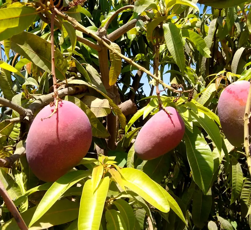 Egyptian mangoes: Keitt, Kent and local varieties for export