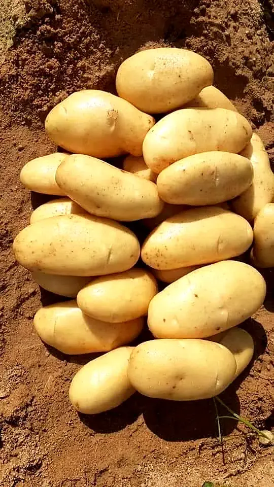 Potatoes