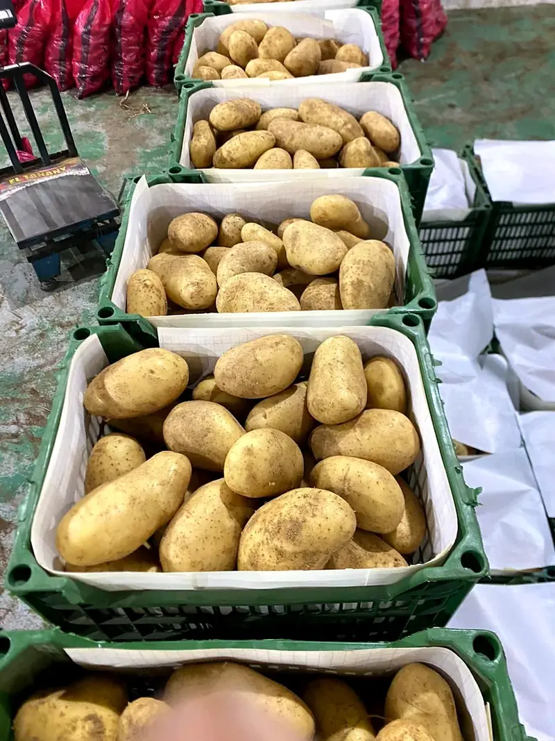 Egyptian potatoes for European buyers