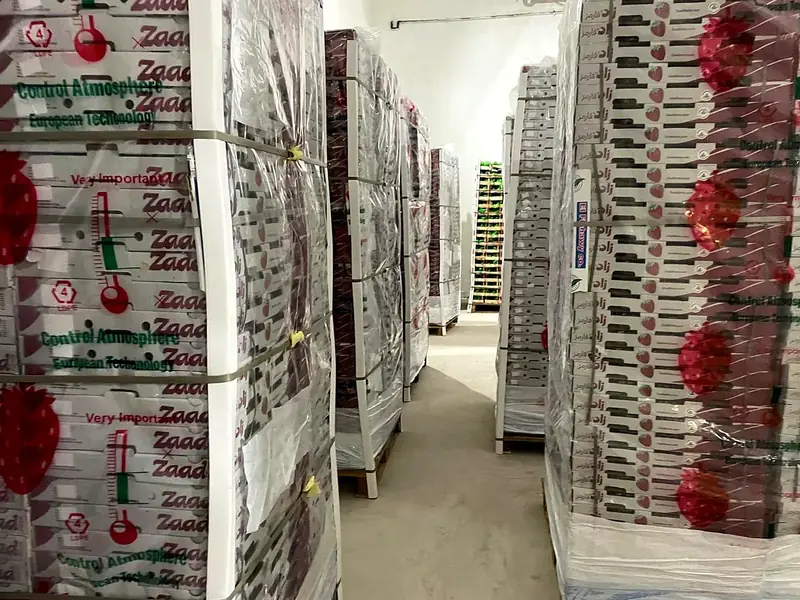Mandarins packed in Zaad Farms cartons on the packing line