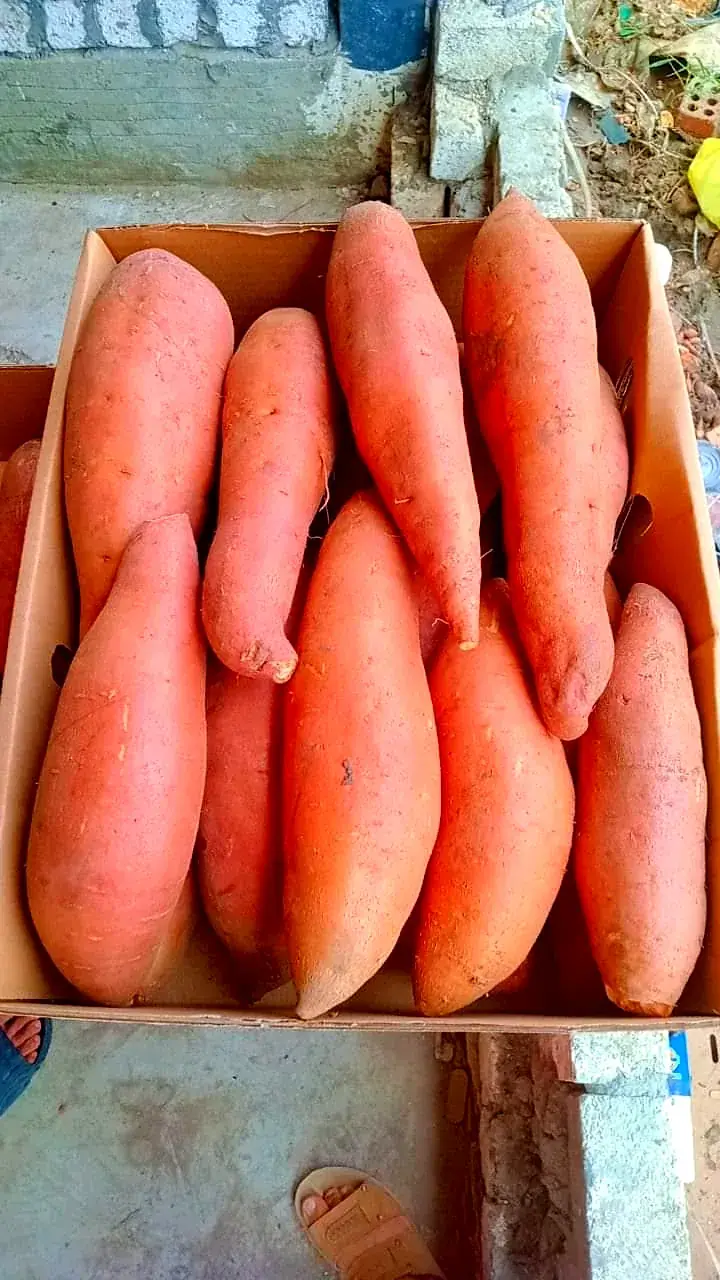 Uniform sweet potatoes in an export carton