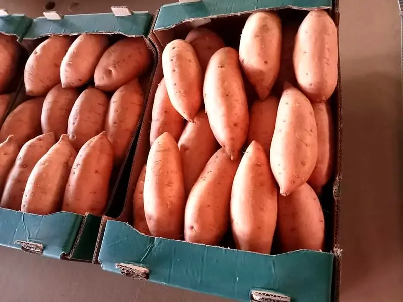 Sweet potatoes packed in export cartons