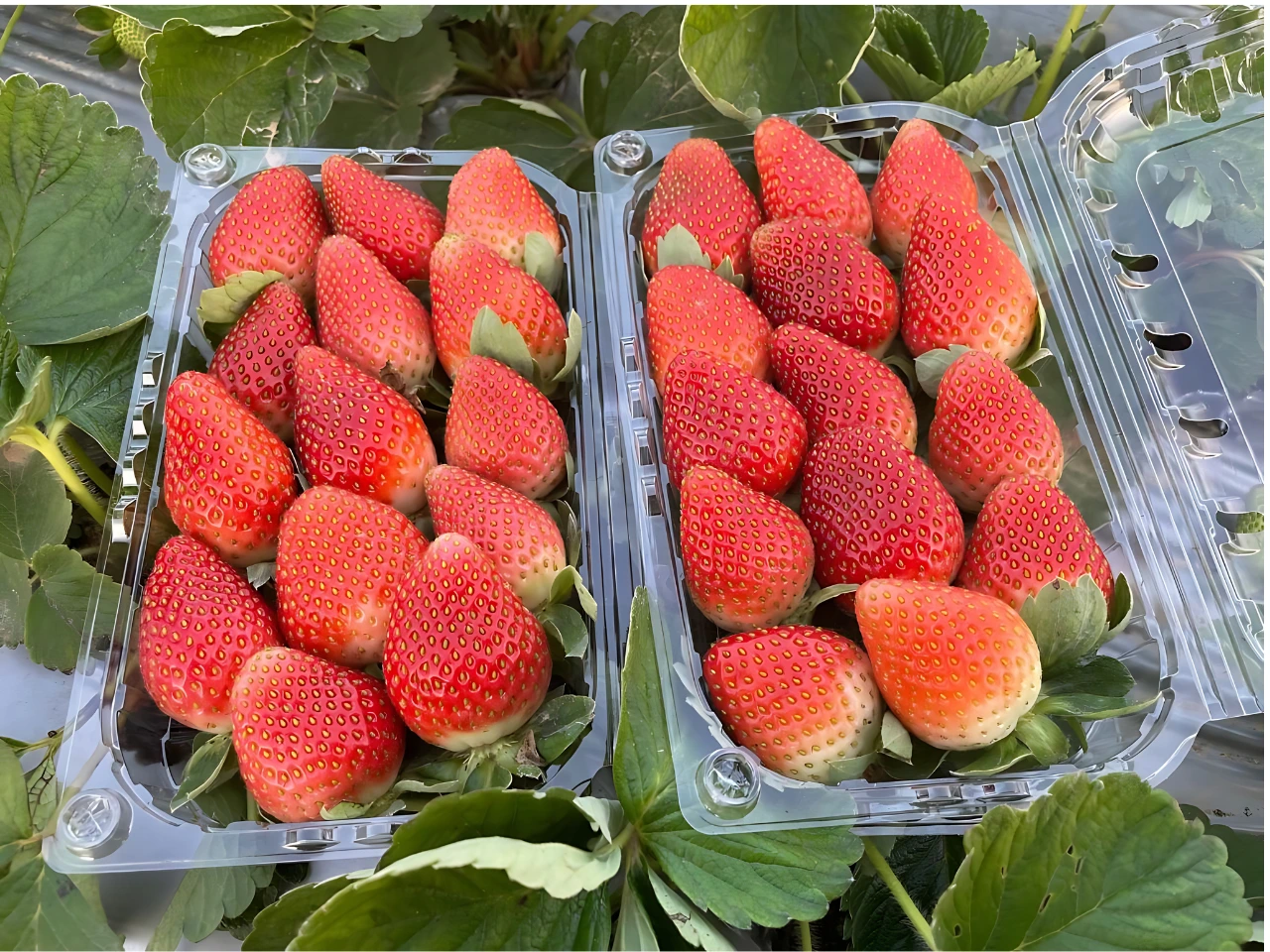 Egyptian Strawberries