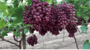 Grapes