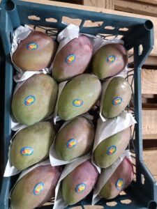 Mangoes 