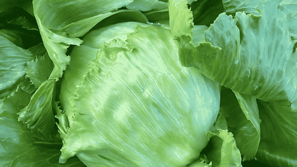 Iceberg Lettuce
