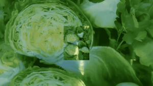 Iceberg Lettuce