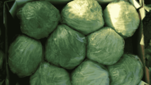 Iceberg Lettuce