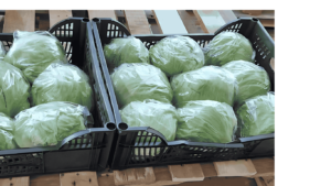 Iceberg Lettuce