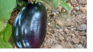 Egyptian Eggplants