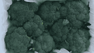 Fresh Broccoli