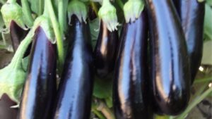 Egyptian Eggplants