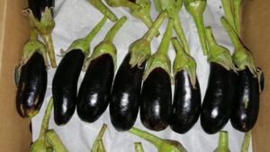 Egyptian Eggplants