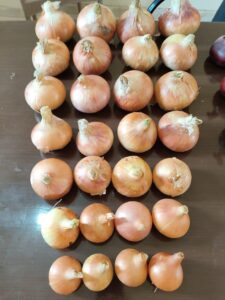 Onions