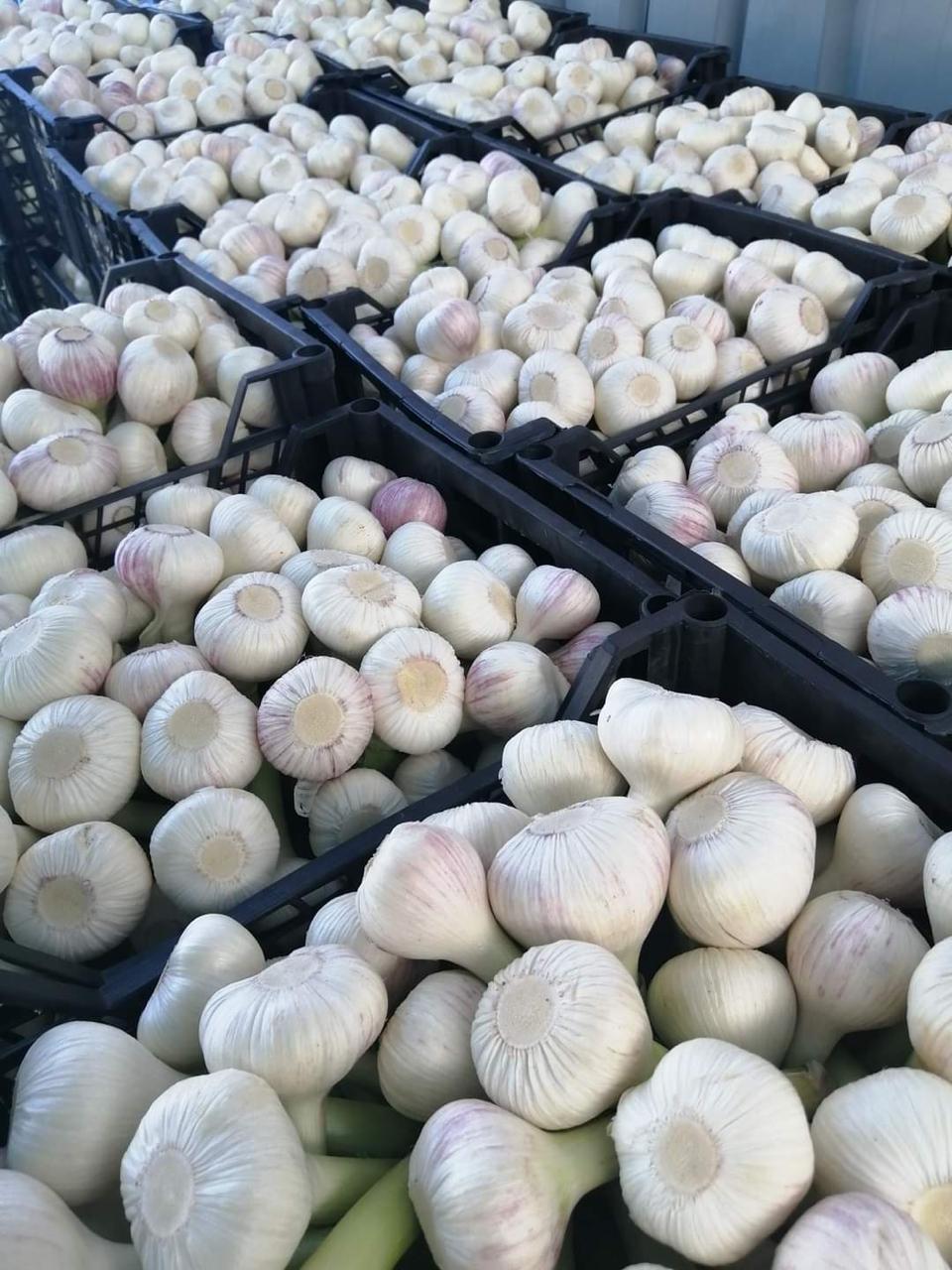 Garlic