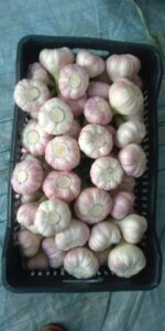 Garlic