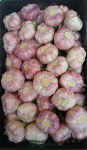 Garlic