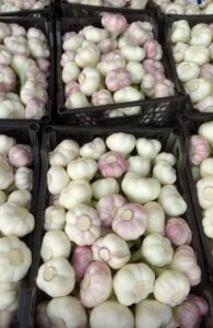 Garlic