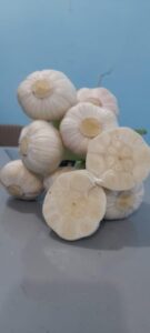 Garlic