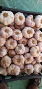 Garlic