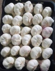 Garlic