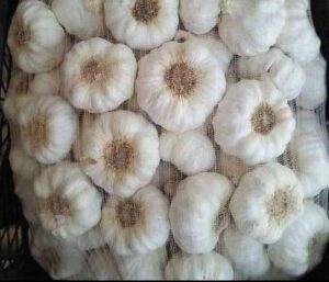 Garlic